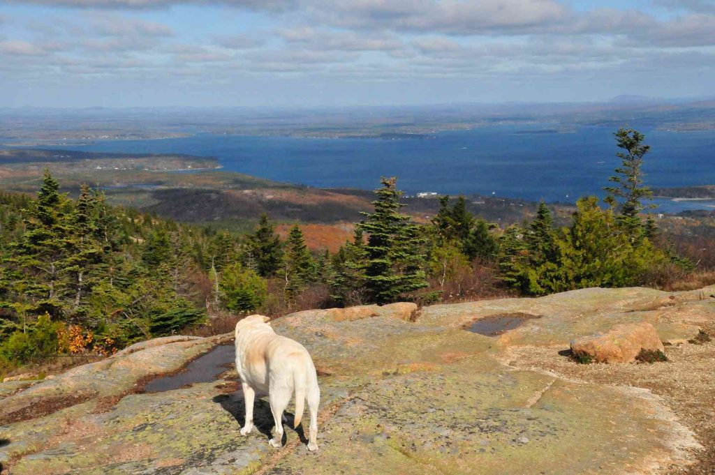 A white dog standing on top of a hill.