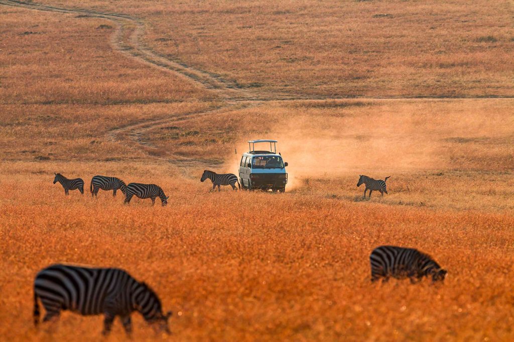 A car driving through the middle of an open field with zebras.