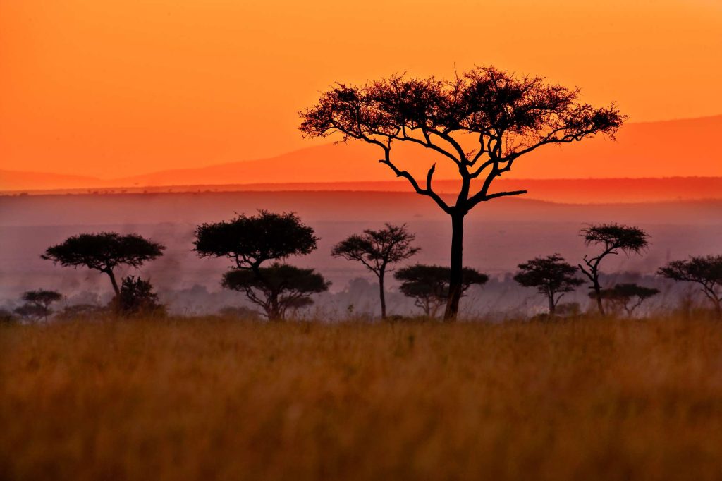 A sunset view of trees in the distance.