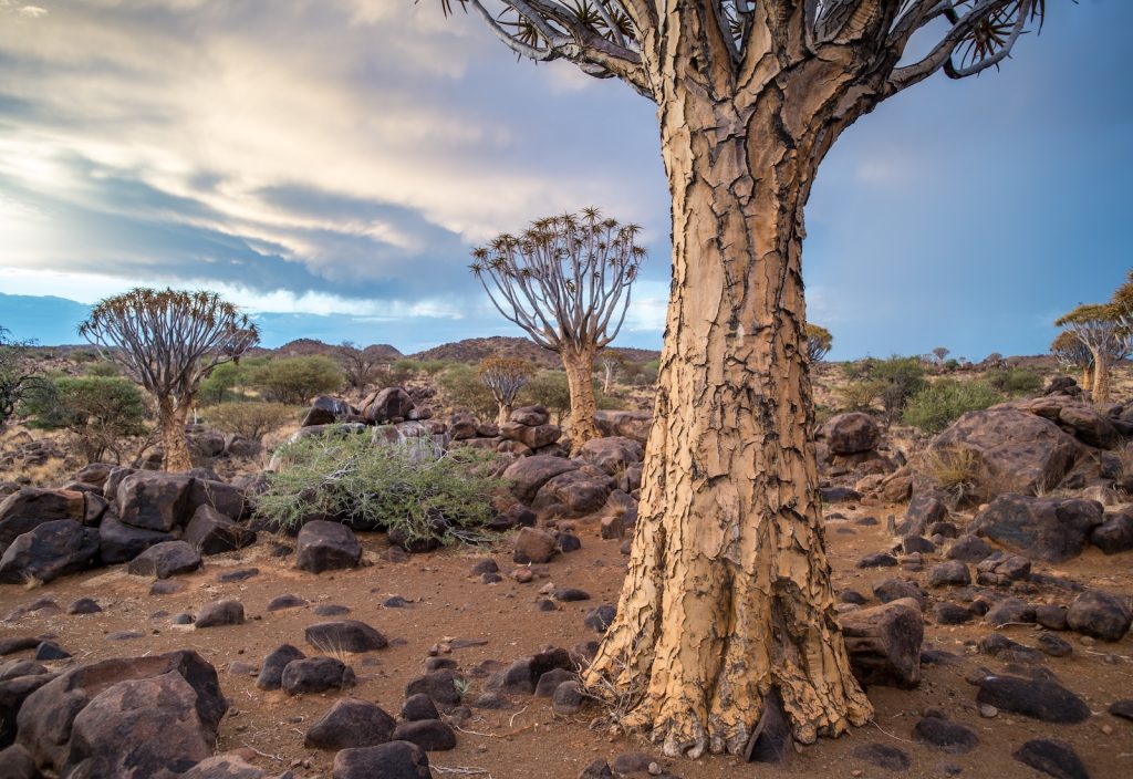 A tree in the middle of an arid area.