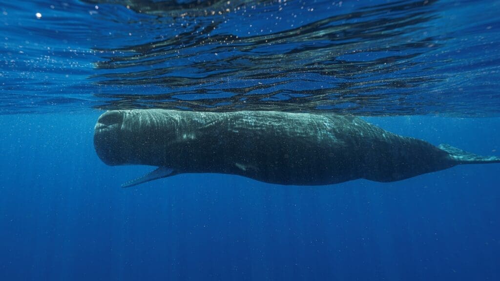 Crews bury euthanized beached whale underneath Hilton Head Island beach in South Carolina