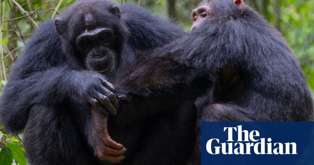 Primates make use of entrusts to clean bottoms and tidy up after sex, research study discovers|Atmosphere Chimpanzees use leaves to wipe bums and clean up after sex, study finds | Environment