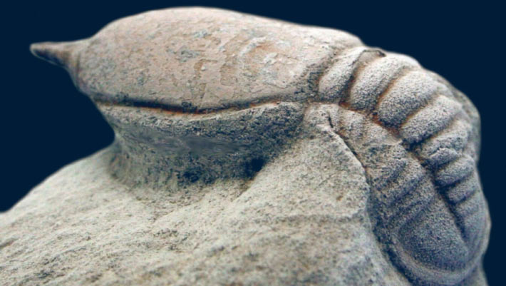 Trilobites of the Golden Area Trilobites of the Twilight Zone