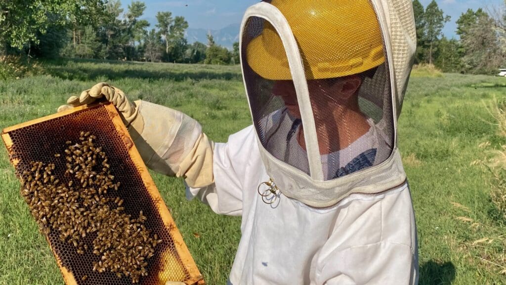 Beekeeper examining honeycomb in protective gear.
