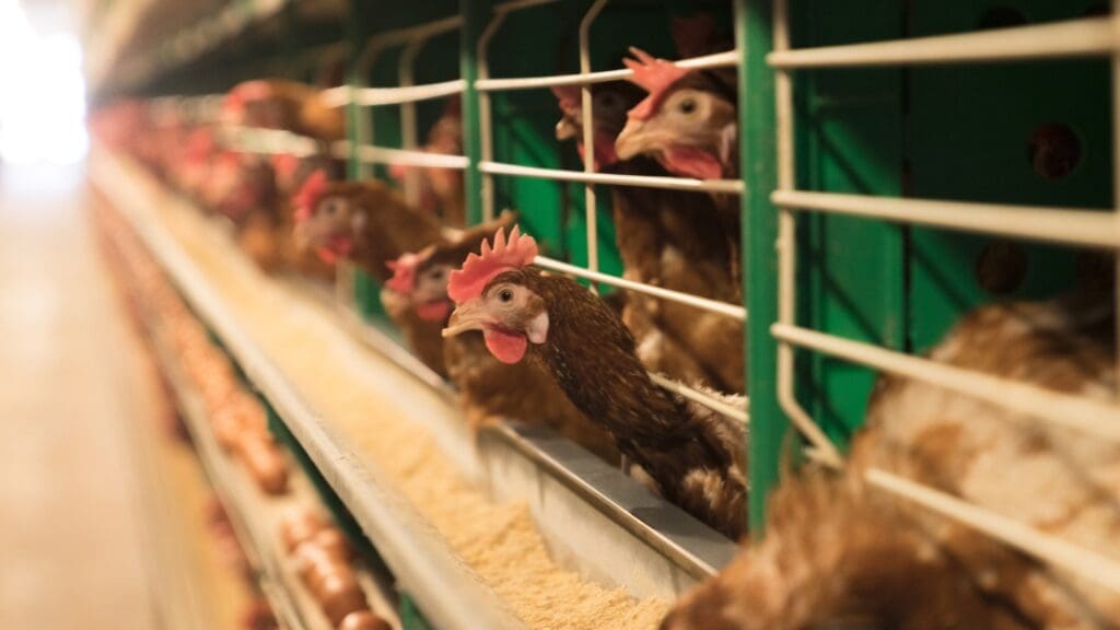 Chickens in a row of cages eating.