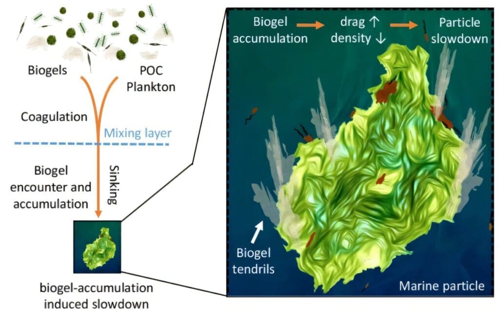 Why slower-sinking microorganisms are bad news for the climate