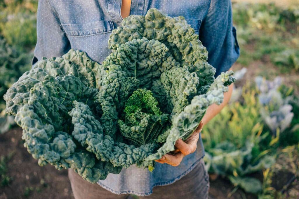 Is Kale Actually Good for You? 5 Benefits You Should Know