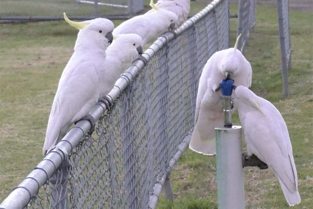 Crafty cockatoos learn to use public drinking fountains