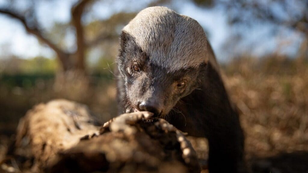 Wonderfully profane Underdogs isn’t your moms and dads’ nature docuseries a honey badger investigates a logg in South Africa