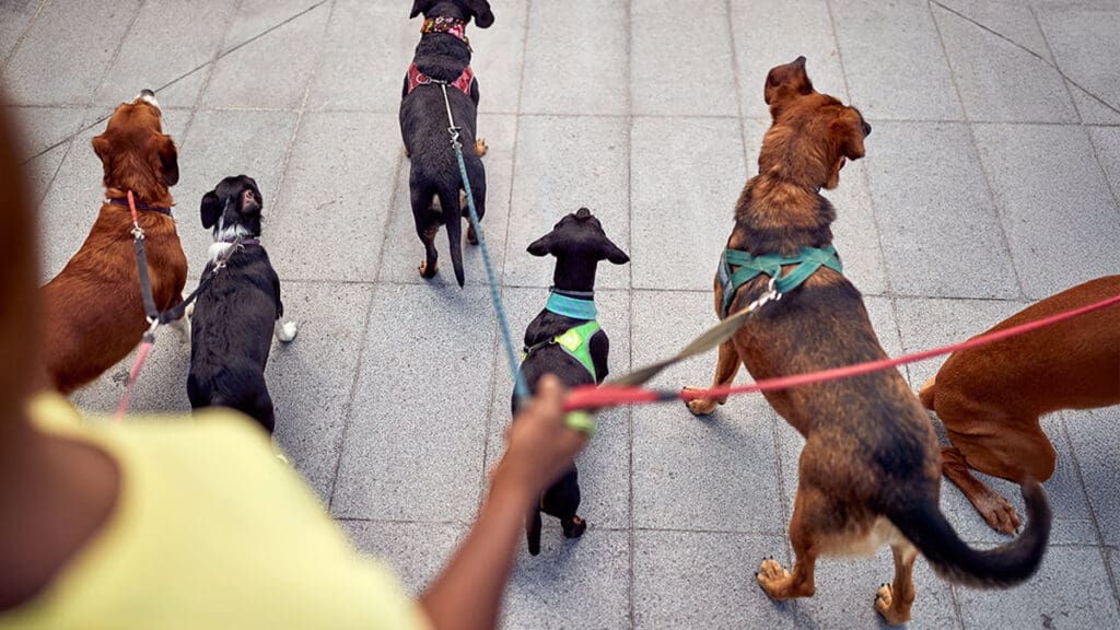 Person walking multiple dogs on leashes outside.
