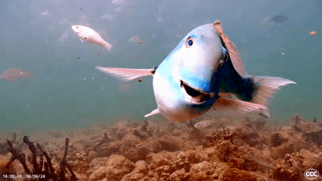 Real Coral Reefs of Miami: A Q&A with the marine biologist behind a popular livestream