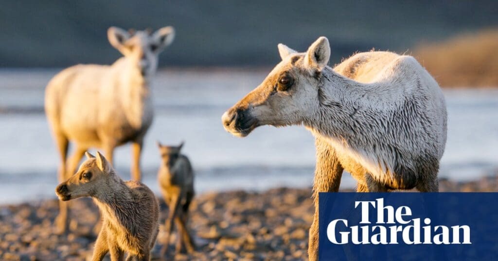 ‘Erasure of years of job’: protest as White Residence relocates to open up Arctic get to oil and gas boring|Alaska ‘Erasure of years of work’: outcry as White House moves to open Arctic reserve to oil and gas drilling | Alaska
