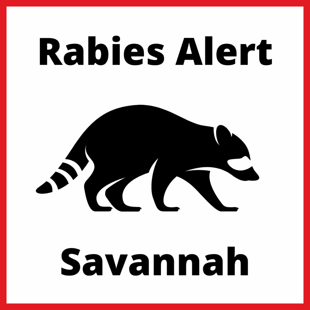 Raccoon Tests Positive for Rabies in Savannah
