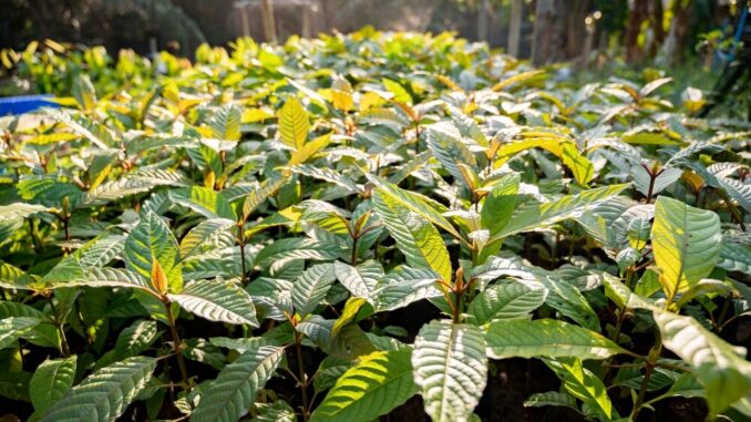 Kratom Ban Will Fracture the Louisiana Justice System, Not Protect the Public – New Orleans Data News Weekly Kratom Ban Will Fracture the Louisiana Justice System, Not Protect the Public – New Orleans Data News Weekly