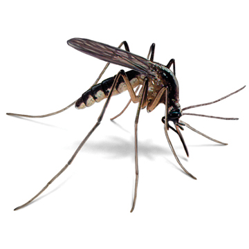 West Nile Virus Detected in Glynn County Mosquito Population West Nile Virus Detected in Glynn County Mosquito Population