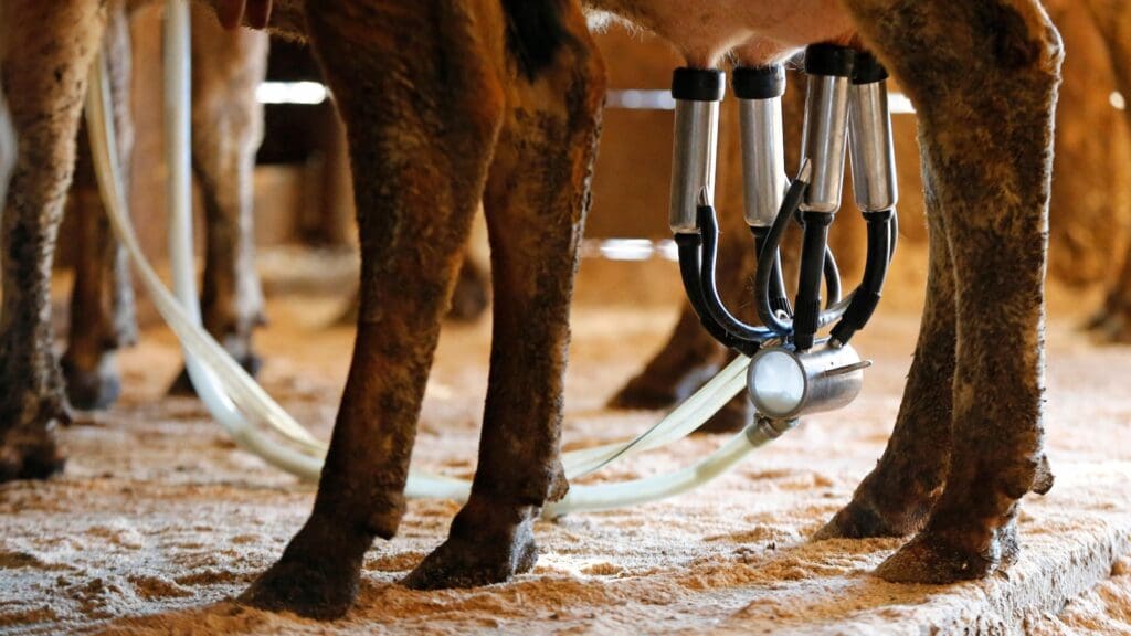 Florida farm identified as source of raw milk that sickened 21 Florida farm identified as source of raw milk that sickened 21