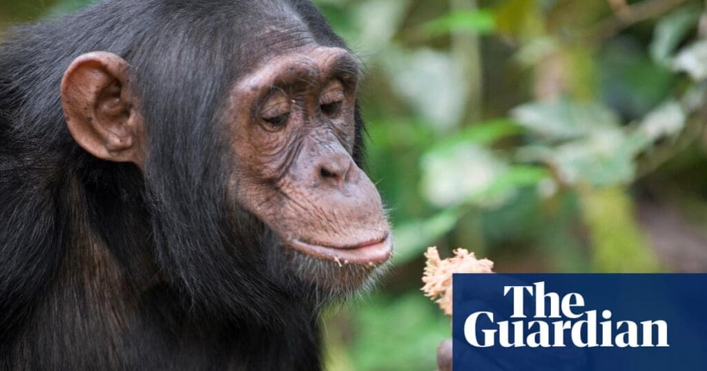 Chimps consume equivalent of a beer a day in alcohol from fermented fruit | Science