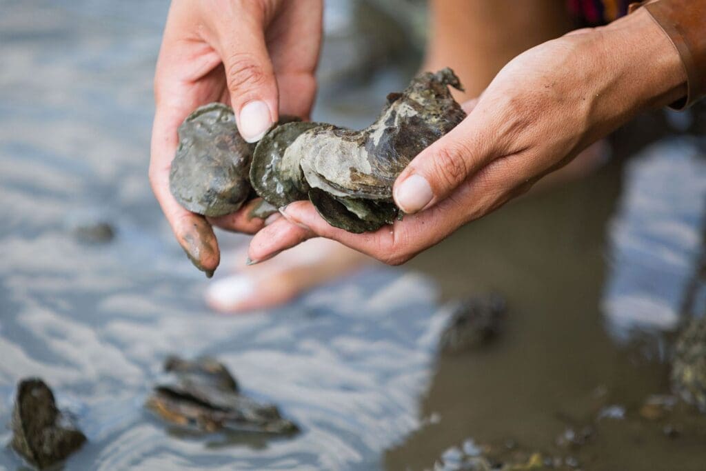 Can Scientists Help Oysters Thrive Again?