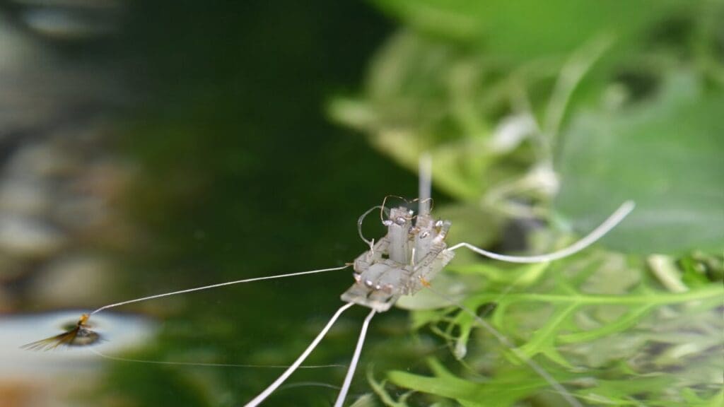 A robotic strolls on water many thanks to advancement’s remedy A robot walks on water thanks to evolution’s solution