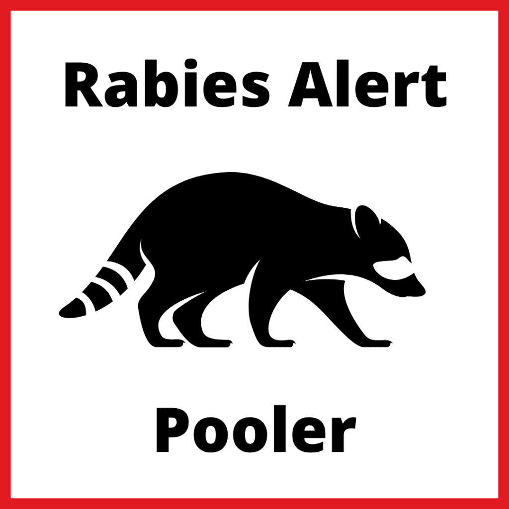 Raccoon Tests Positive for Rabies in Pooler