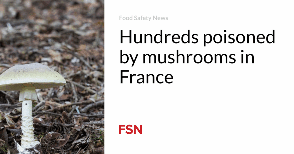 Hundreds poisoned by mushrooms in France