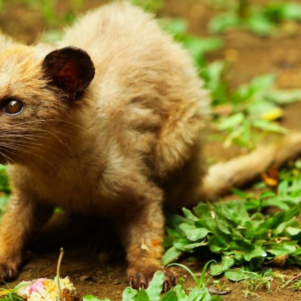 An Asian palm civet