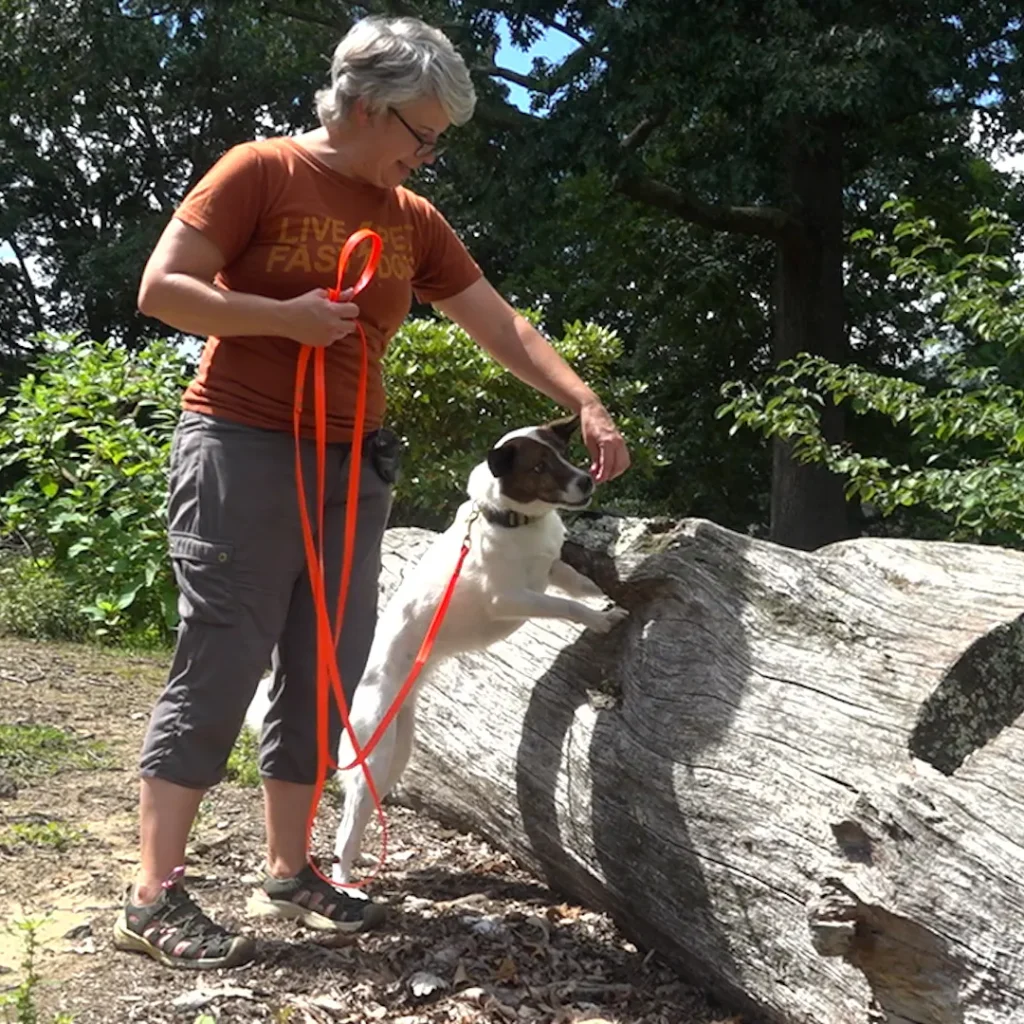 Pet dogs educated to discover discovered lanternfly eggs Dogs trained to detect spotted lanternfly eggs