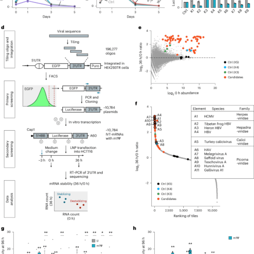 RNA stability enhancers for durable base-modified mRNA therapeutics