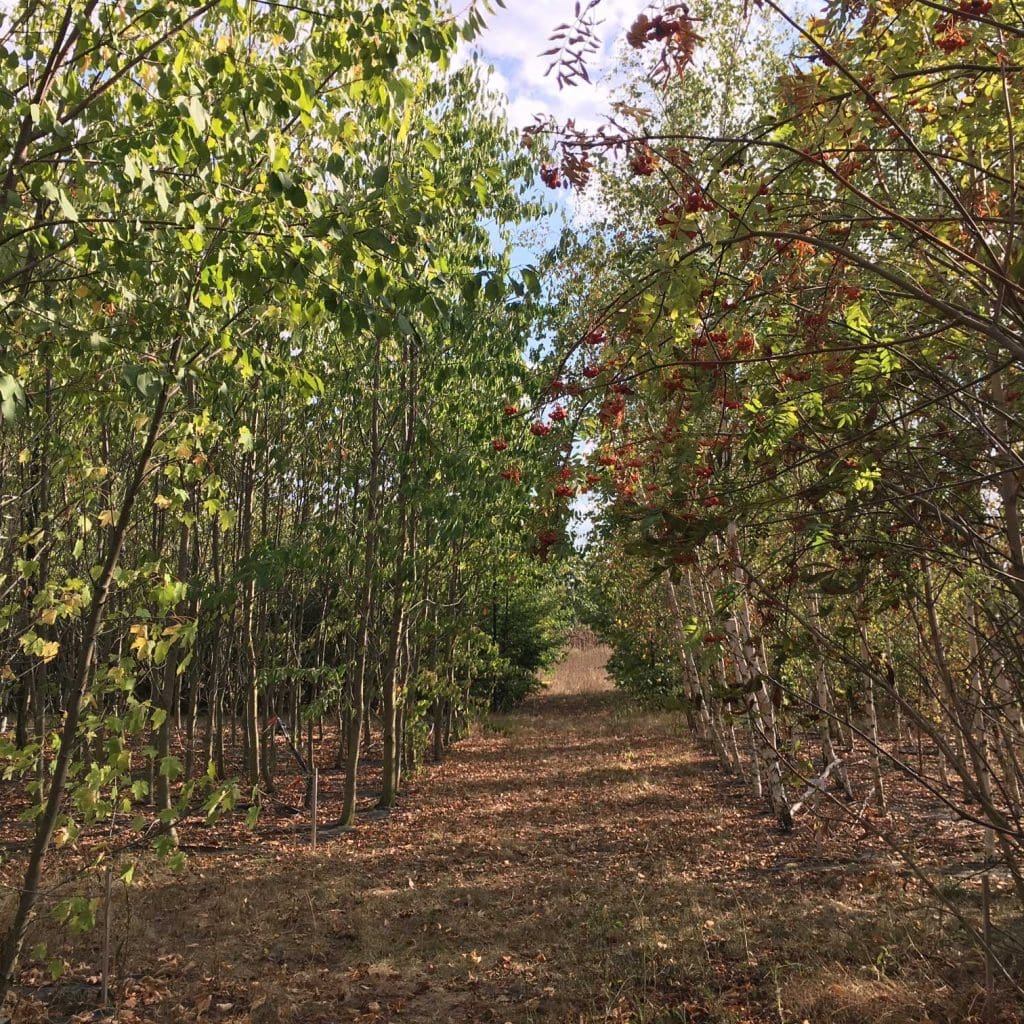 Forests with diverse water-use strategies show greater drought resistance