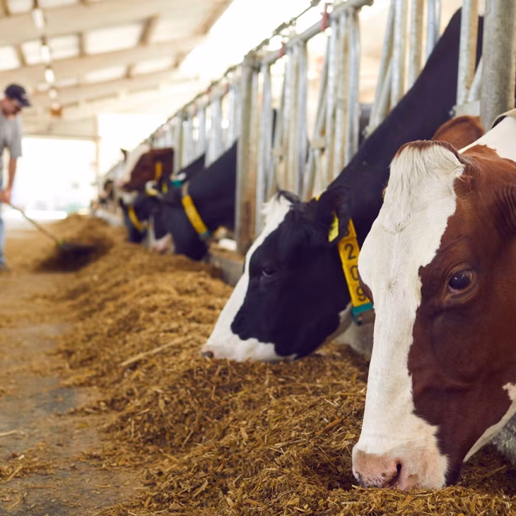 Global beef production set to decline again in 2026 – Rabobank