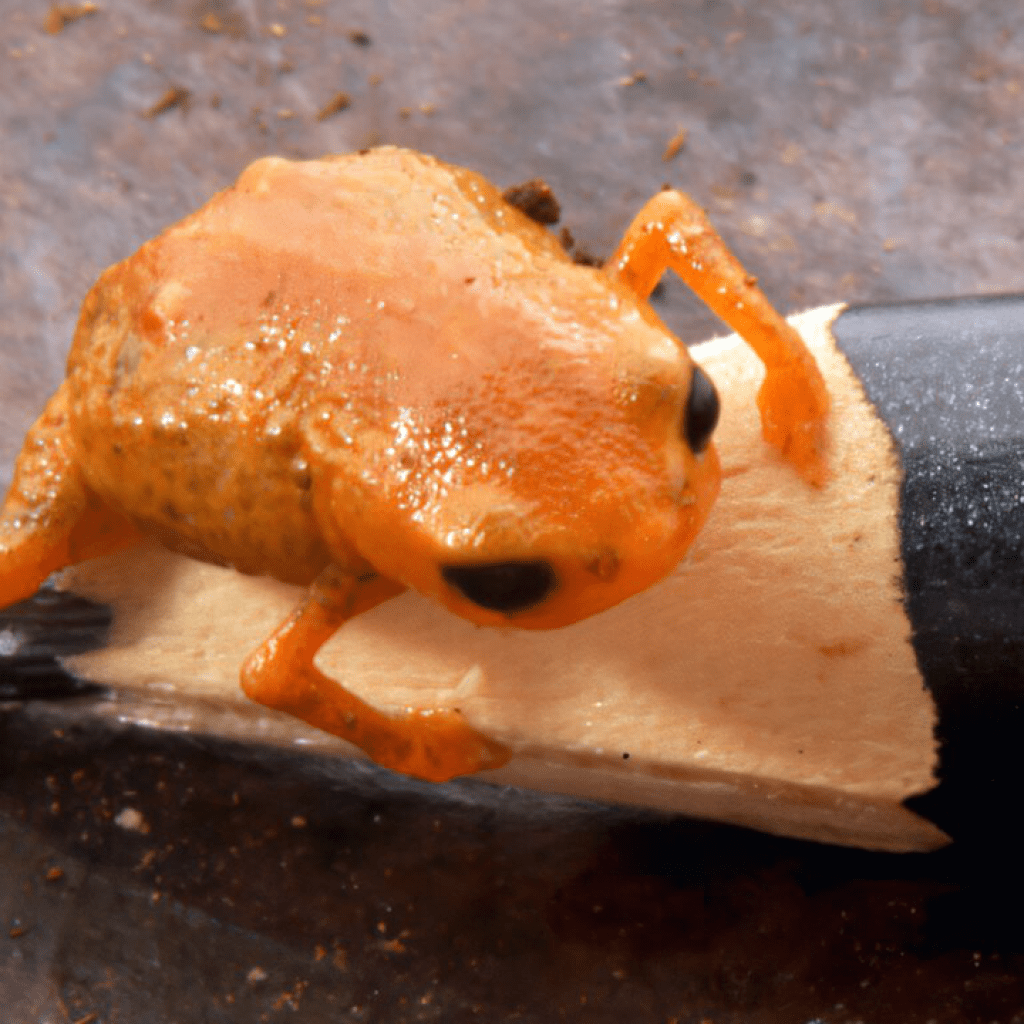 This Tiny Neon Frog Dwells in the Clouds