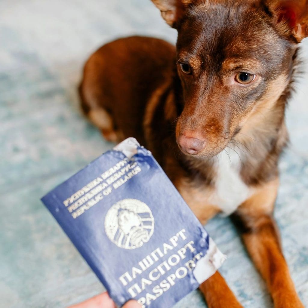 Can You Fly With a Damaged Passport? Here's What You Need to Know