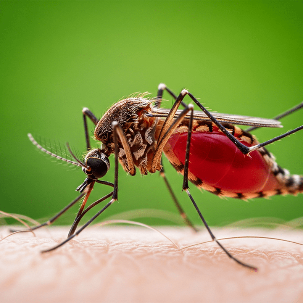What a Mosquito's Lunch Tells Us About the Ecosystem