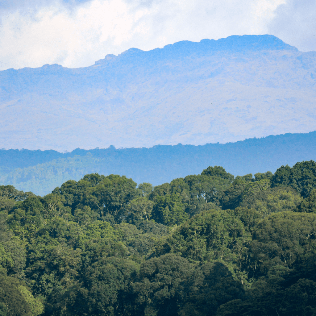 Planet’s periods differ hugely, also at the very same latitude, brand-new study locates Montane tropical rainforest on the slopes of Mount Elgon.