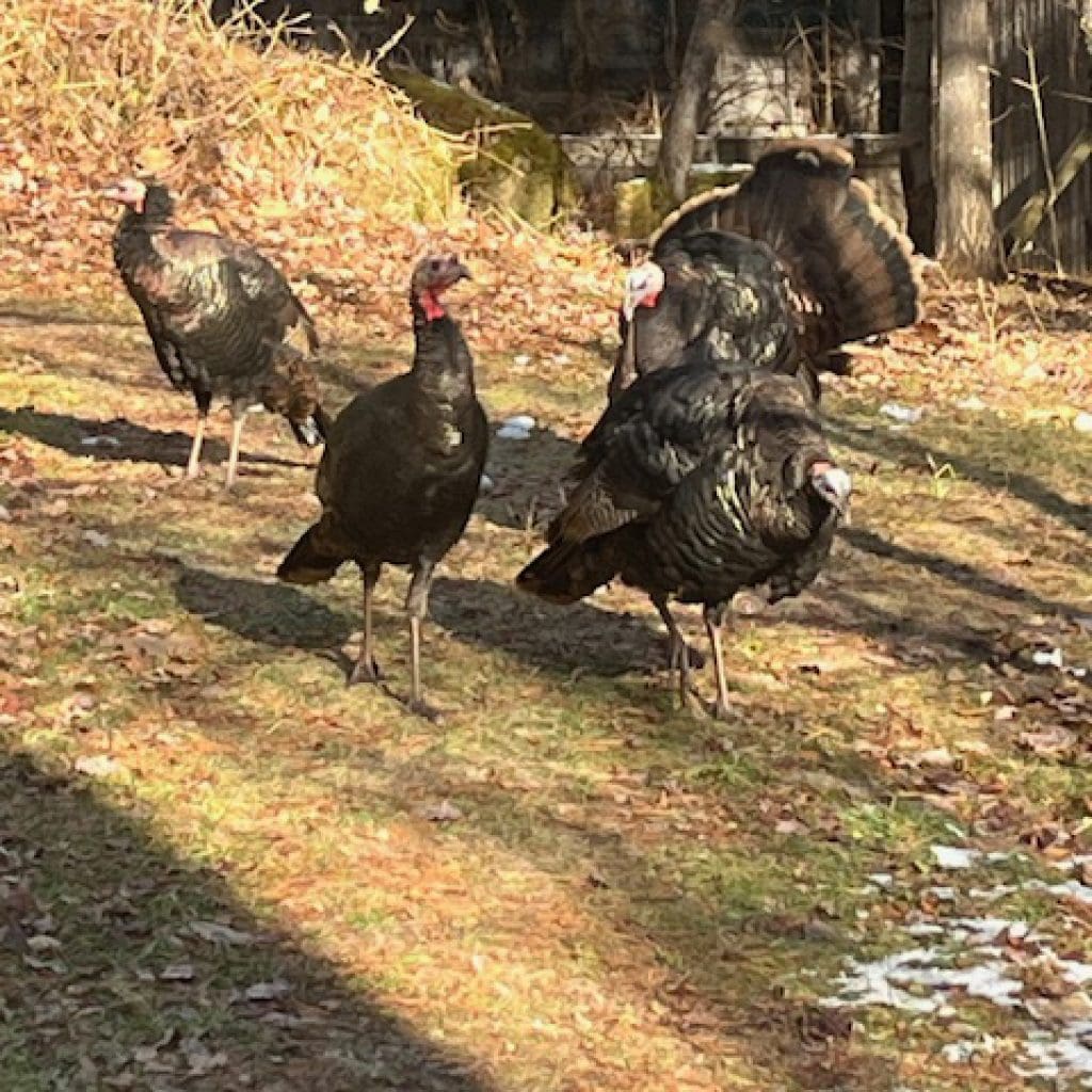 Requiem? by Sara Wright – Feminism and Religion