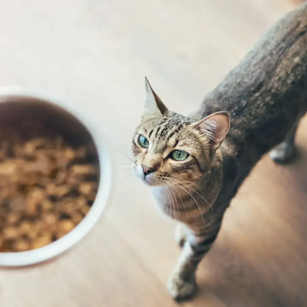 Fish-based pet food may expose cats and dogs to forever chemicals