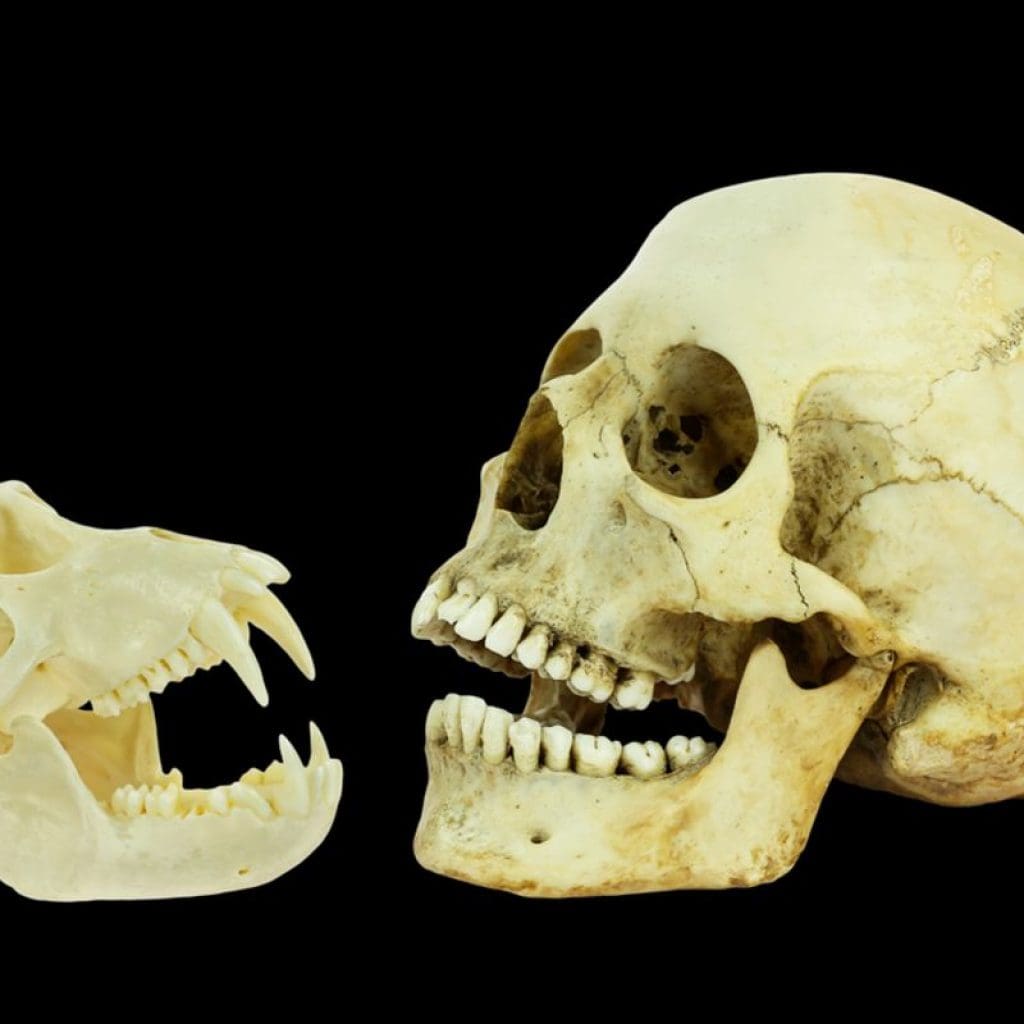 Discover Magazine Logo