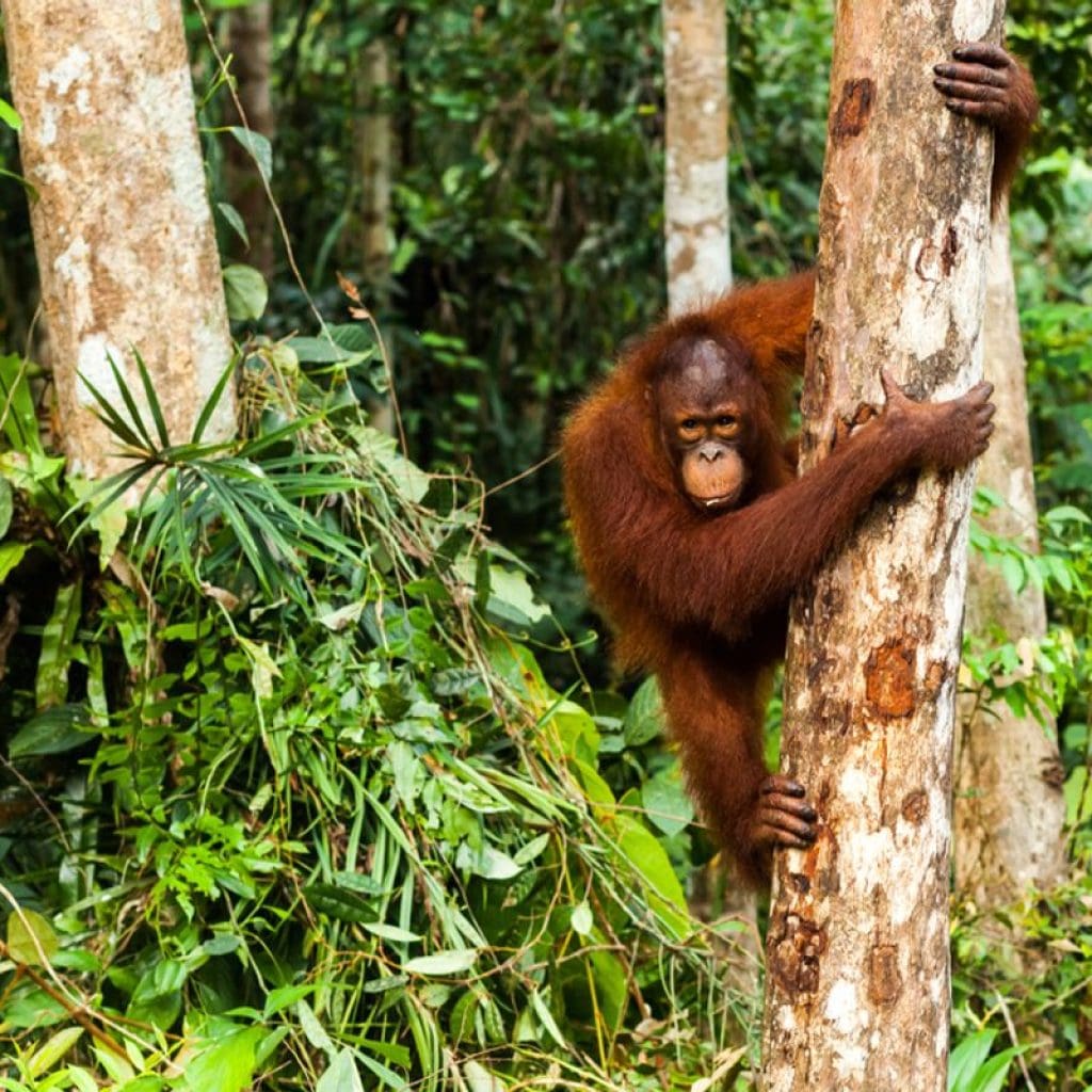 Discover Magazine Logo