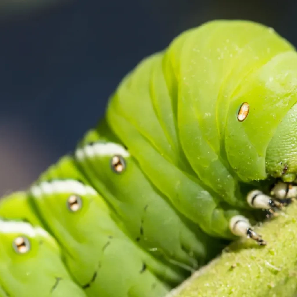 Caterpillars use tiny hairs to hear