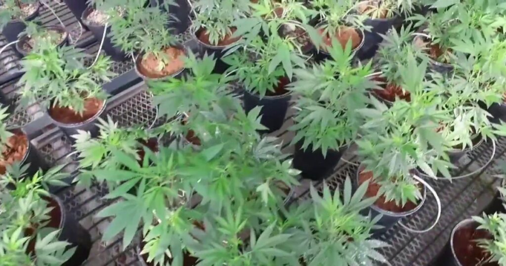 Federal government eases regulations on medical marijuana