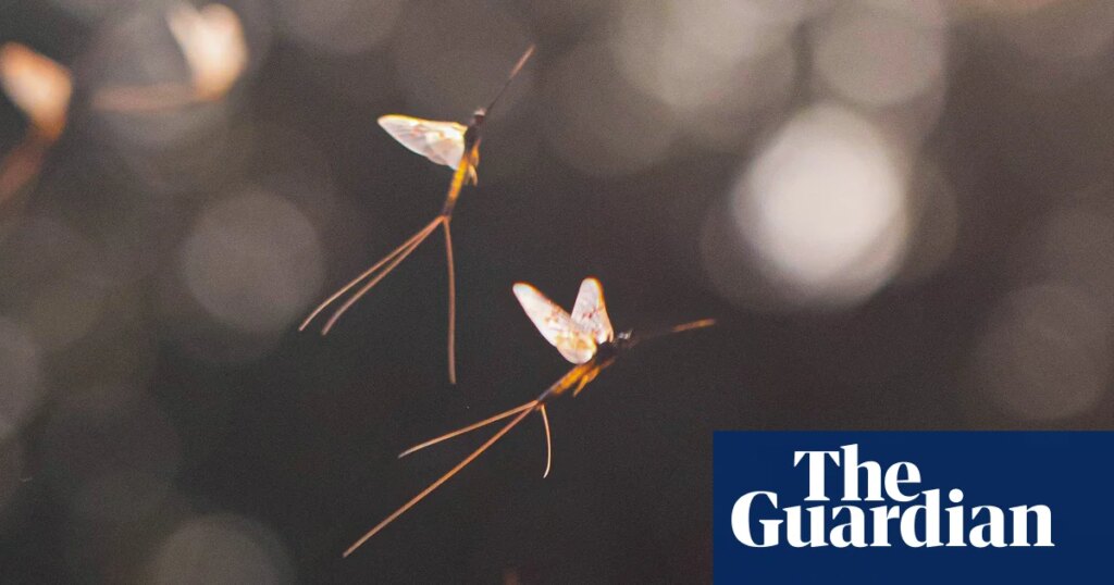 Older than the dinosaurs: scientists finally unlock secret of the mayfly’s dance | Insects