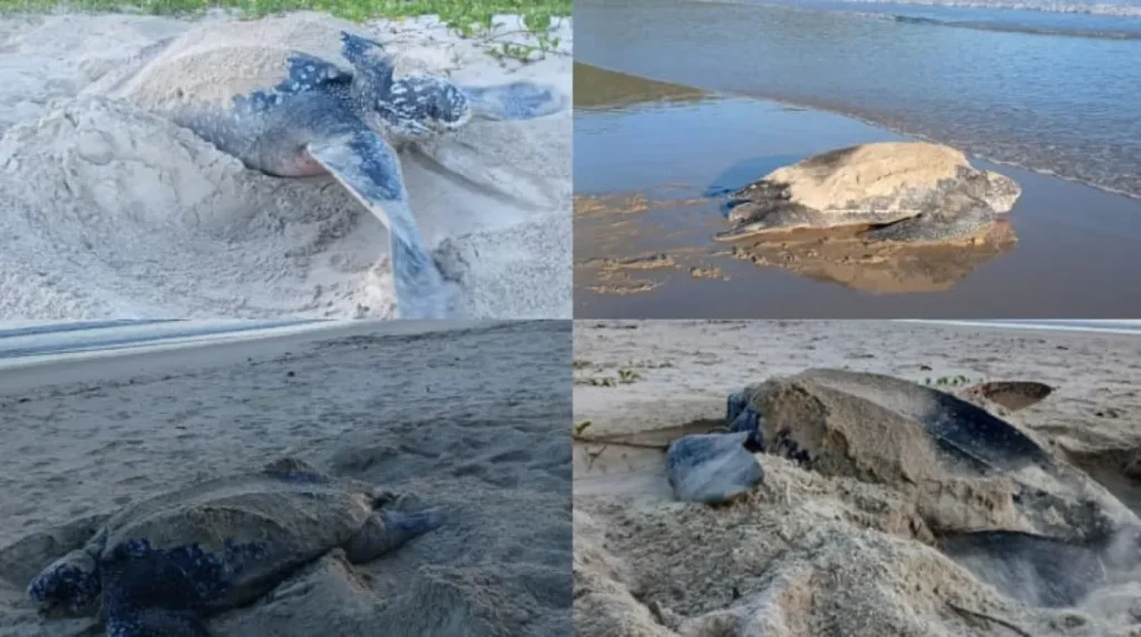 Trinidad: Turtle nesting surges at Las Cuevas Beach with 300 arrivals in one week