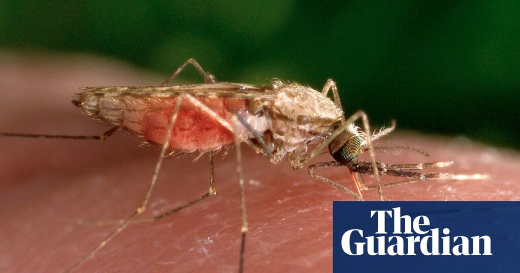 Mosquitoes can become attracted to insect repellant, study suggests | Medical research Mosquitoes can become attracted to insect repellant, study suggests | Medical research
