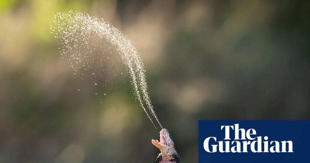 Risk of snakebites increasing as reptiles adapt to changing world, says study | Snakes