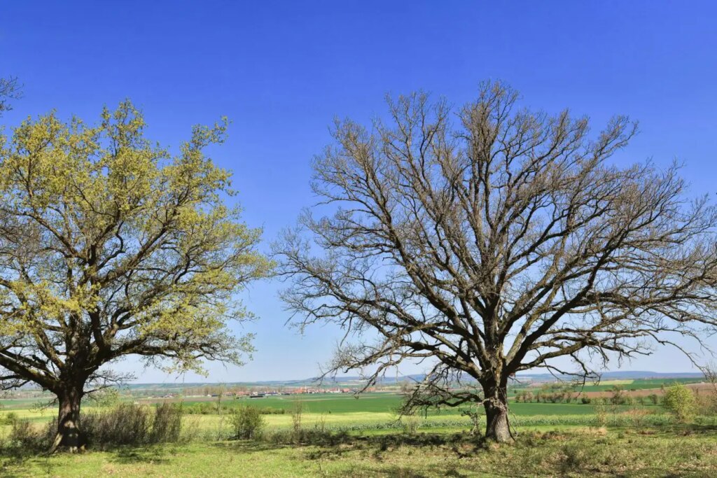 Oak trees use delaying tactics to thwart hungry caterpillars