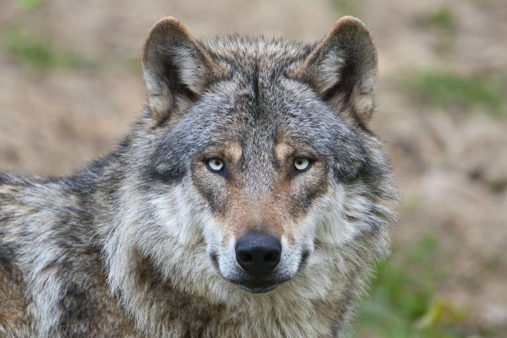 Nearly Half of Italy's Wolves Are Part Dog Now, Thanks to Hybridization. Is That a Threat to the Species?