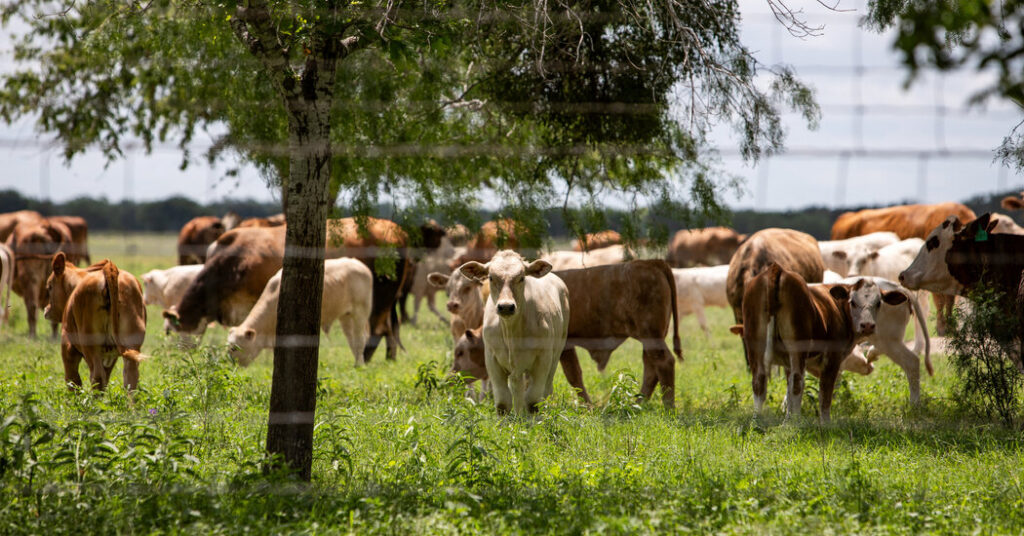 Screwworm Flies Add to Cattle Ranchers’ Woes