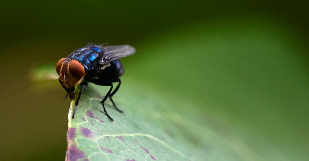 As Screwworm Cases Mount, U.S. Officials Ramp Up Response As Screwworm Cases Mount, U.S. Officials Ramp Up Response
