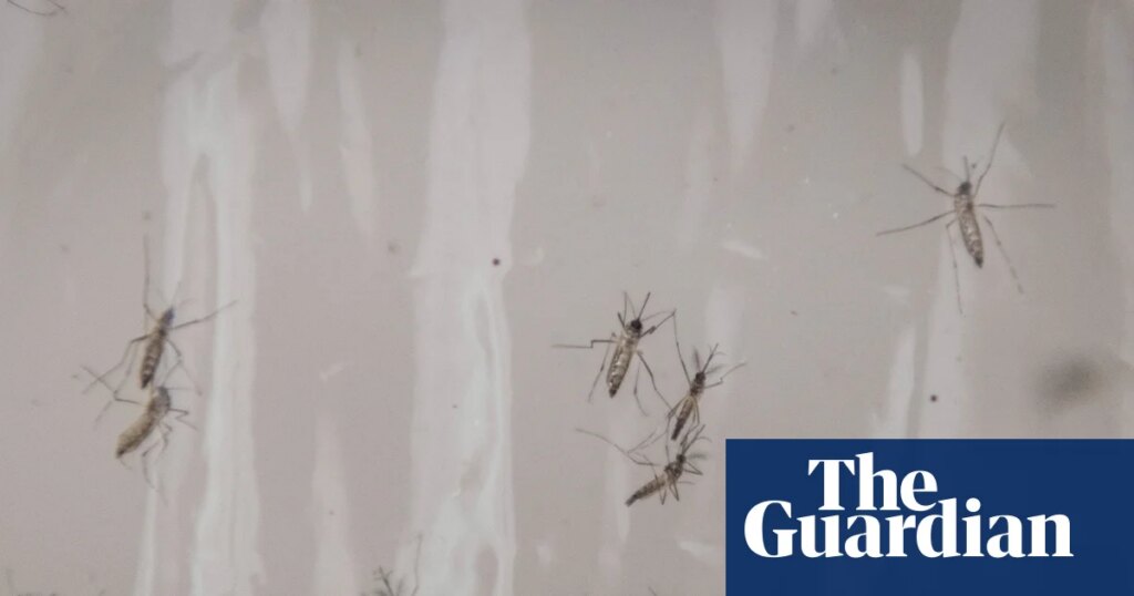 Debugging: Google requests permission to release 32m mosquitoes in California and Florida | Google Debugging: Google requests permission to release 32m mosquitoes in California and Florida | Google