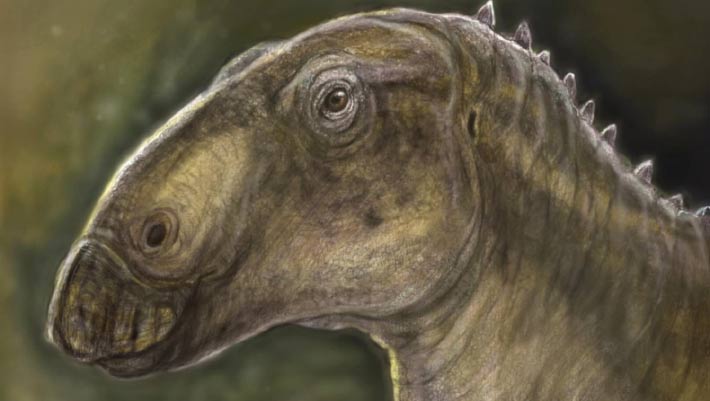 New Duck-Billed Dinosaur Unearthed in Romania New Duck-Billed Dinosaur Unearthed in Romania